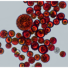 Astaksantin-e1622625449768.png