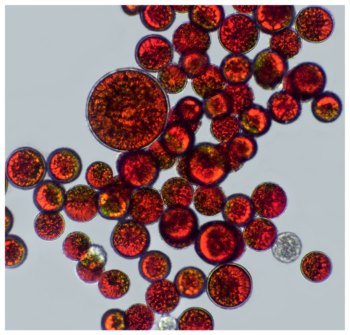 Astaksantin-e1622625449768.png