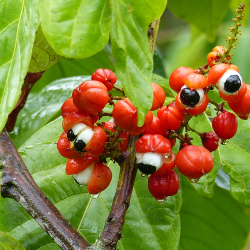 Guarana