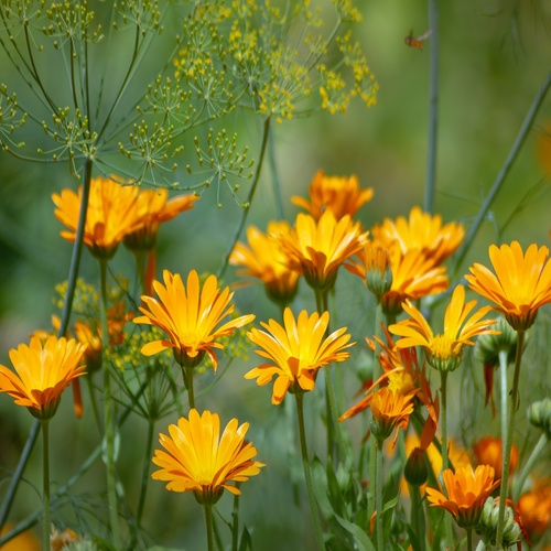 Ognjič ali tagetes