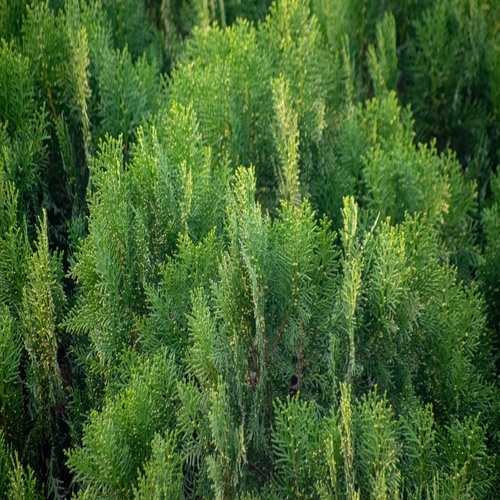 Sredozemska cipresa
